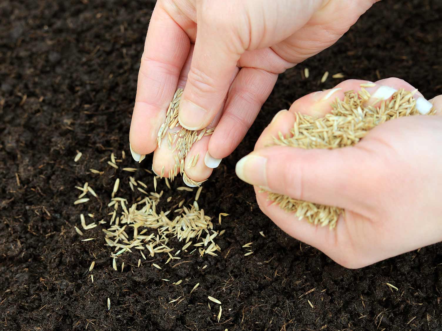 How To Choose Grass Seed