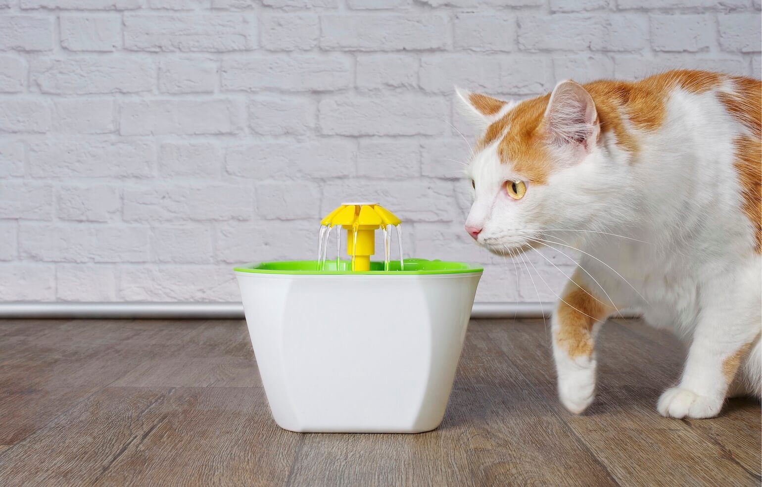 How To Clean A Cat Water Fountain