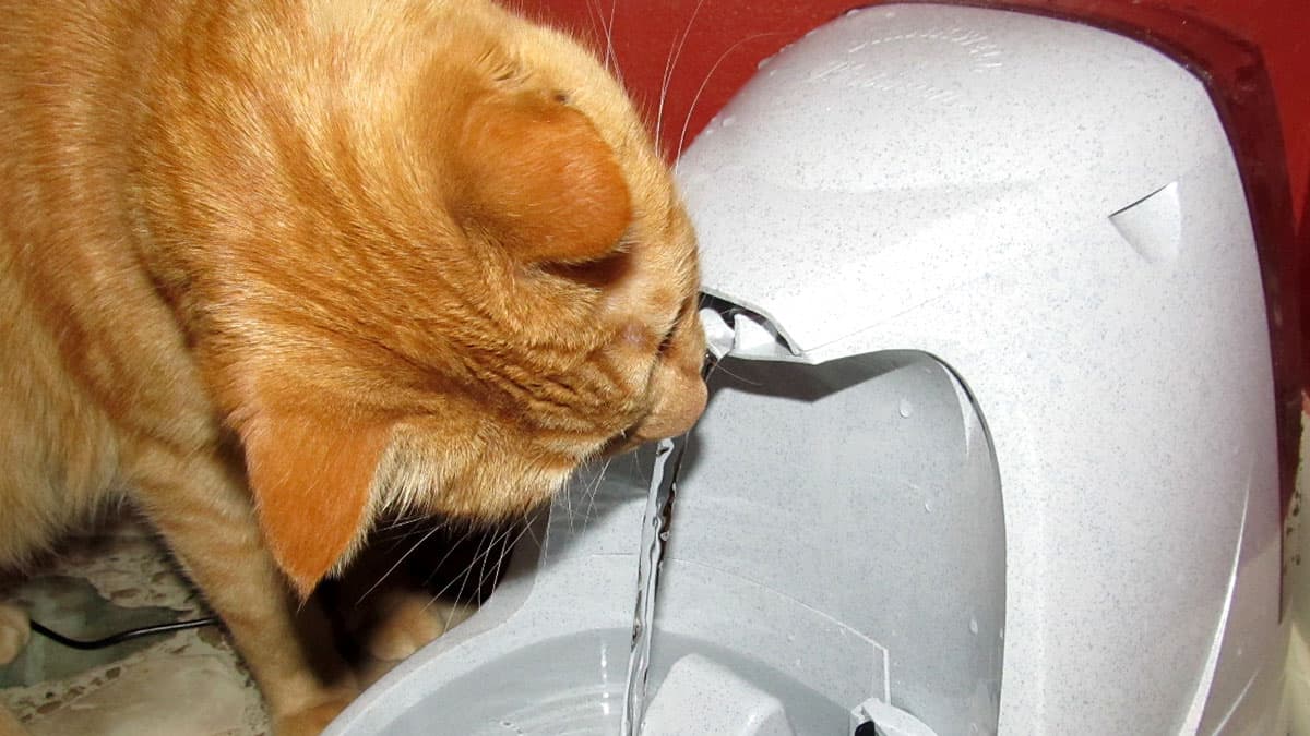 How To Clean A Cat Water Fountain Pump