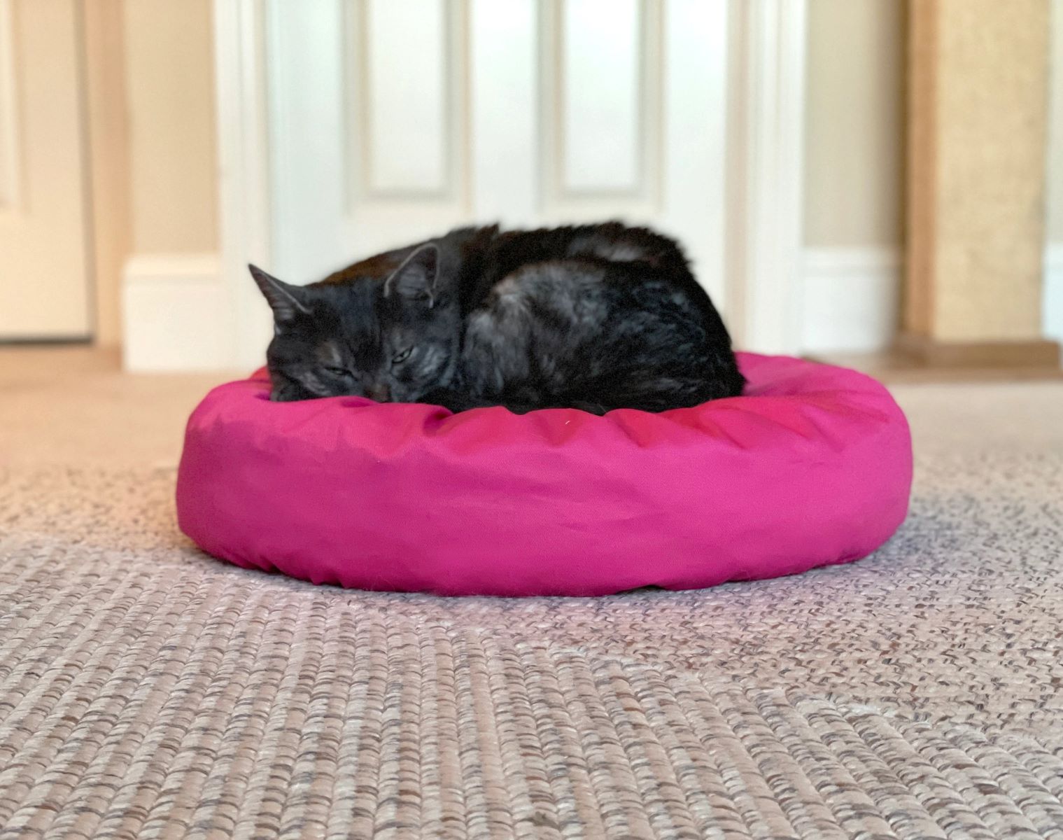 How To Clean Cat Pee From A Bean Bag