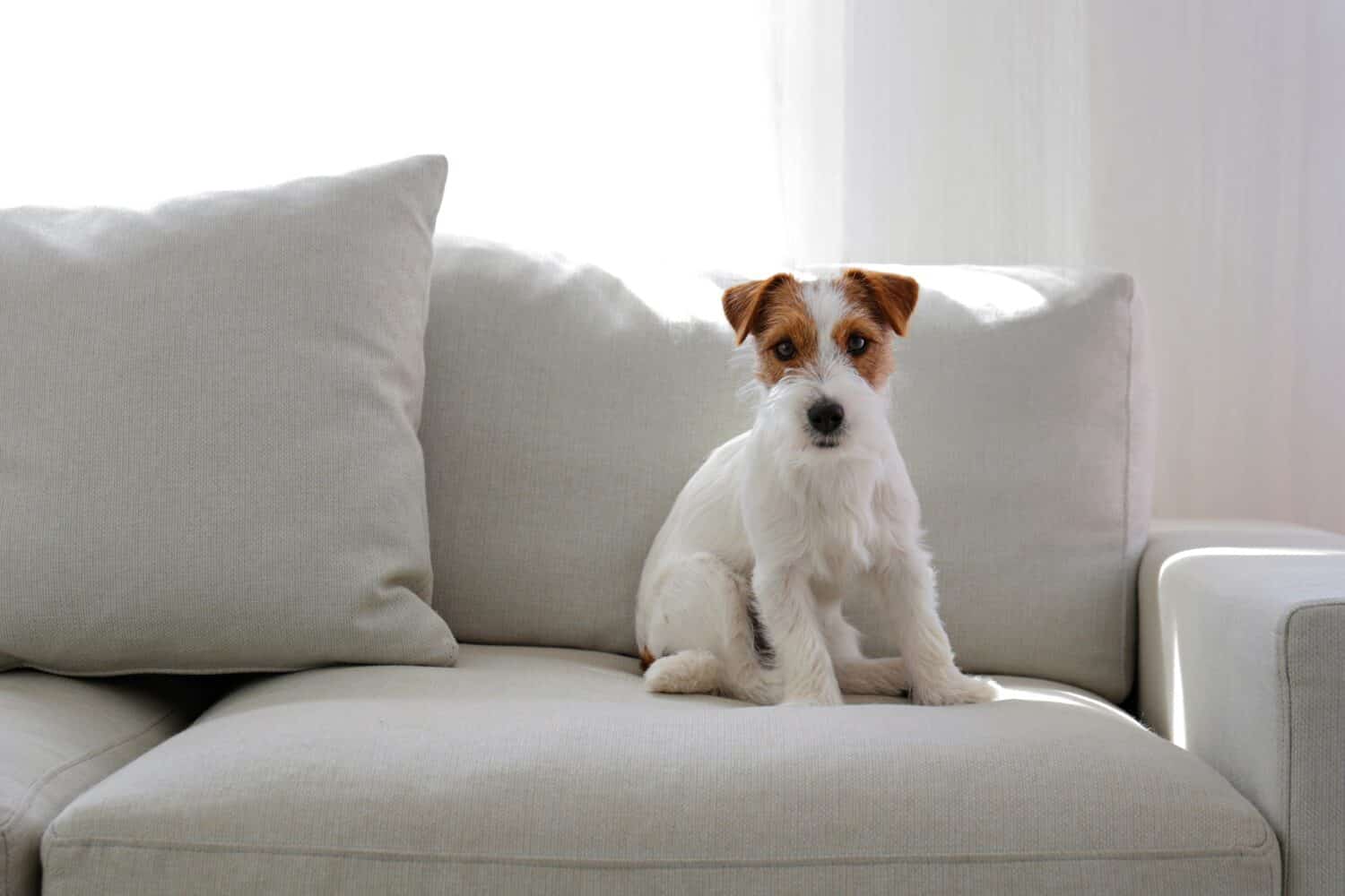 How To Clean Couch Cushions From Dog Pee