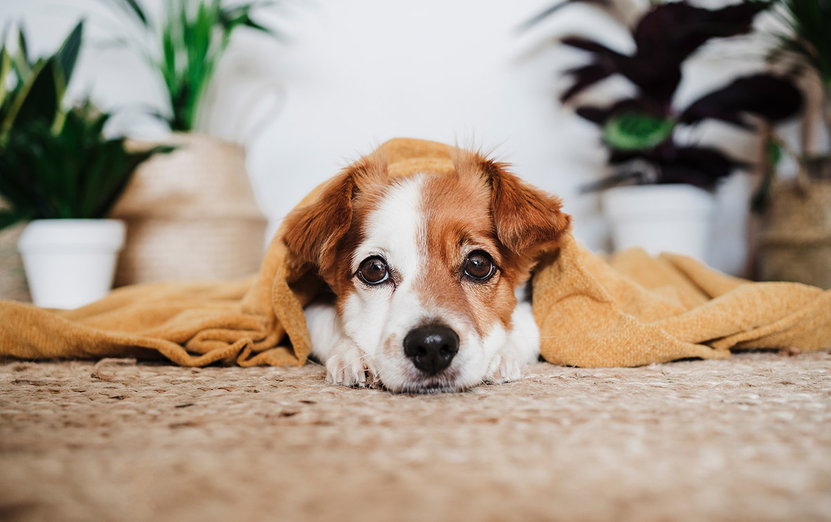 How To Clean Dog Puke From Carpet