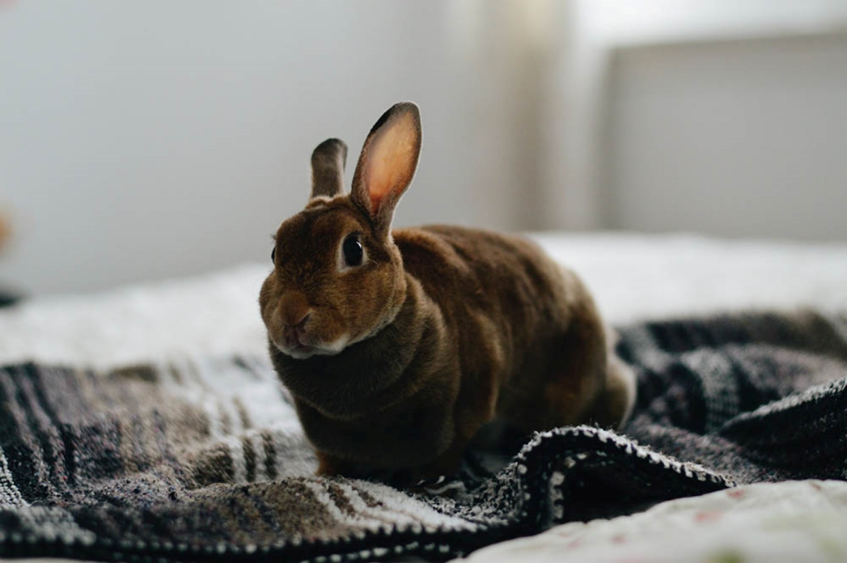How To Clean Rabbit Pee Off A Mattress