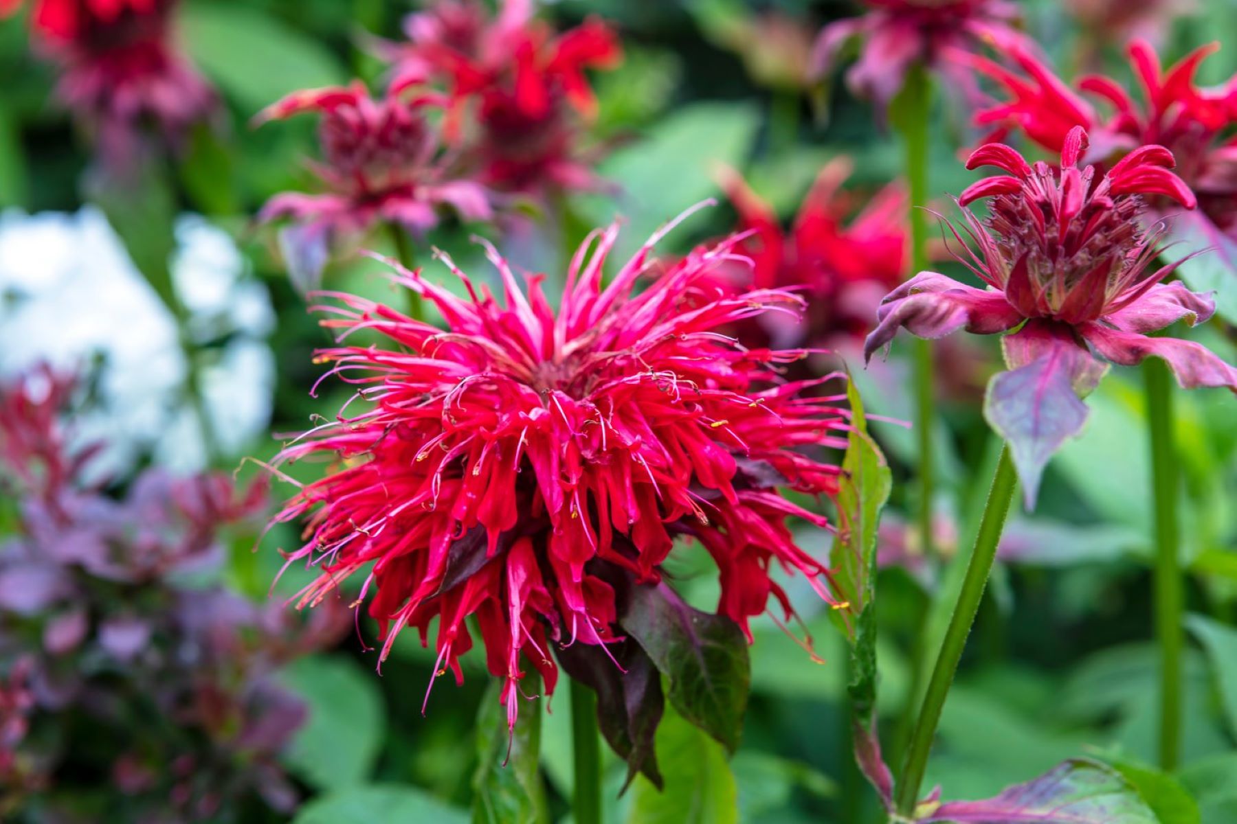 How To Collect Bee Balm Seeds