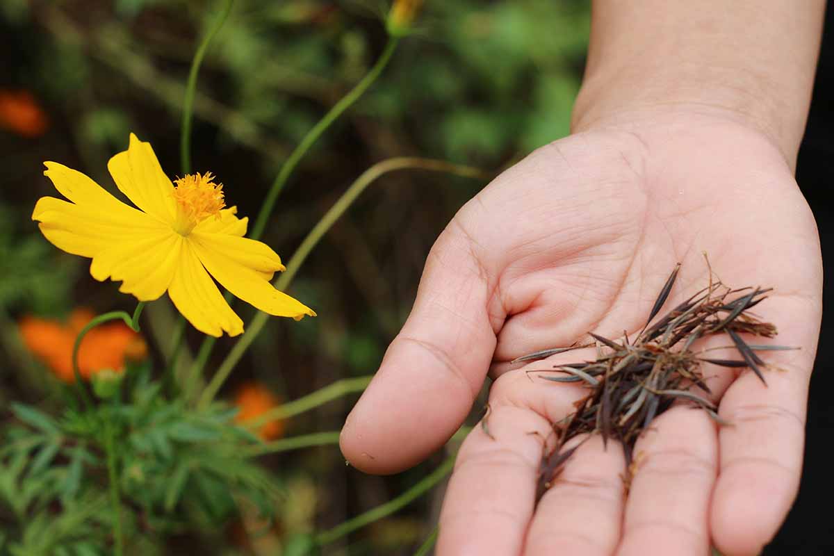 How To Collect Cosmos Seeds