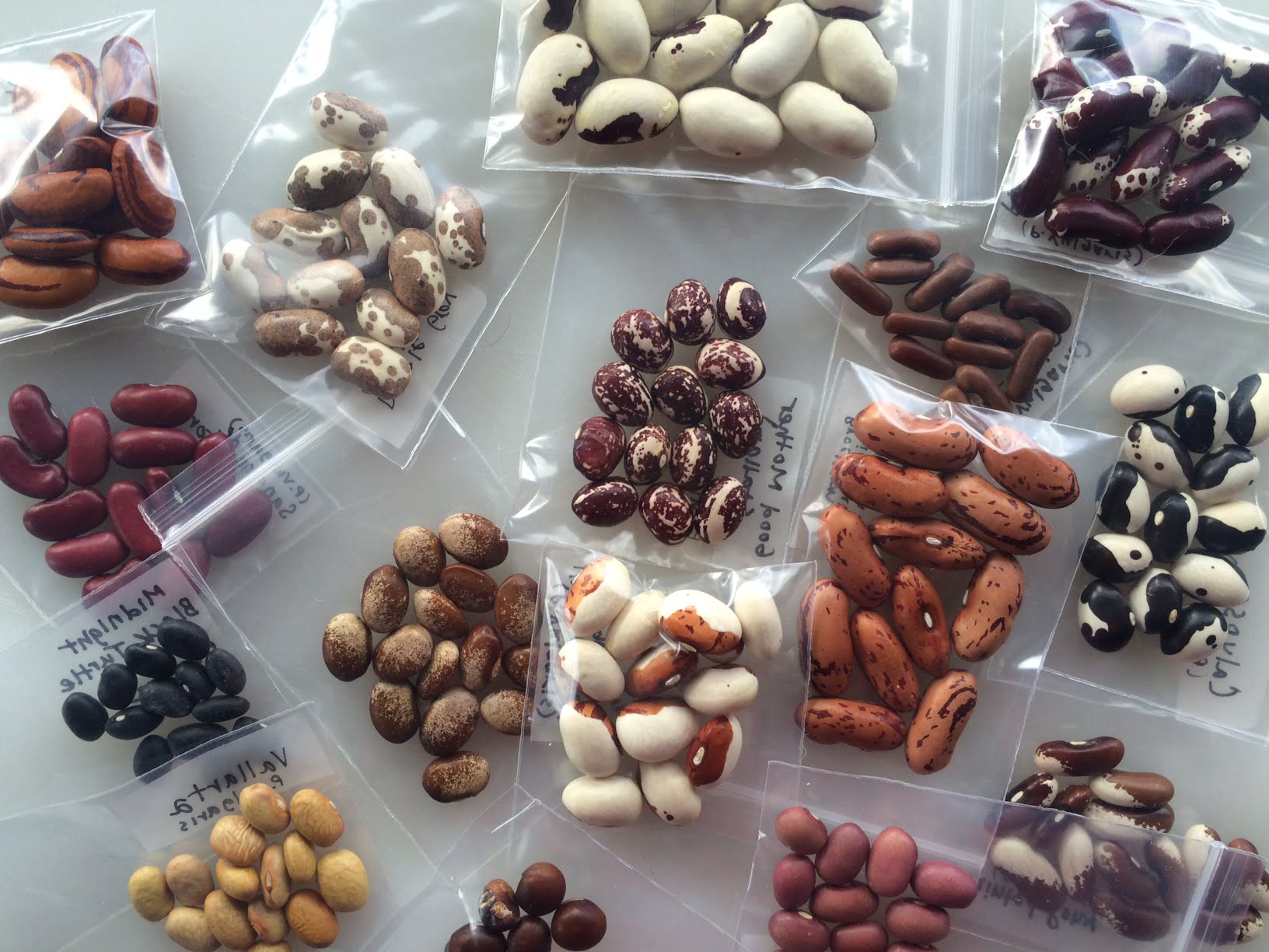 How To Collect Heirloom Seeds