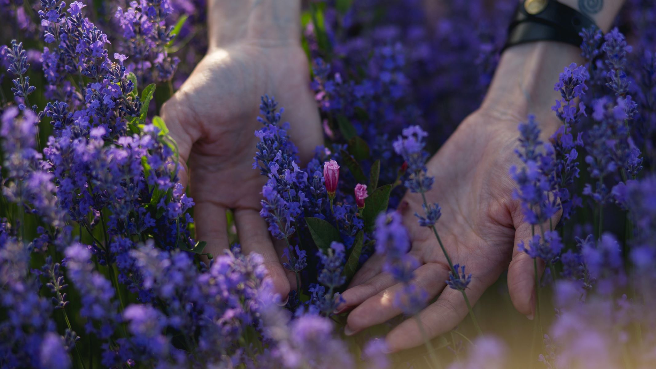 How To Collect Lavender Seeds
