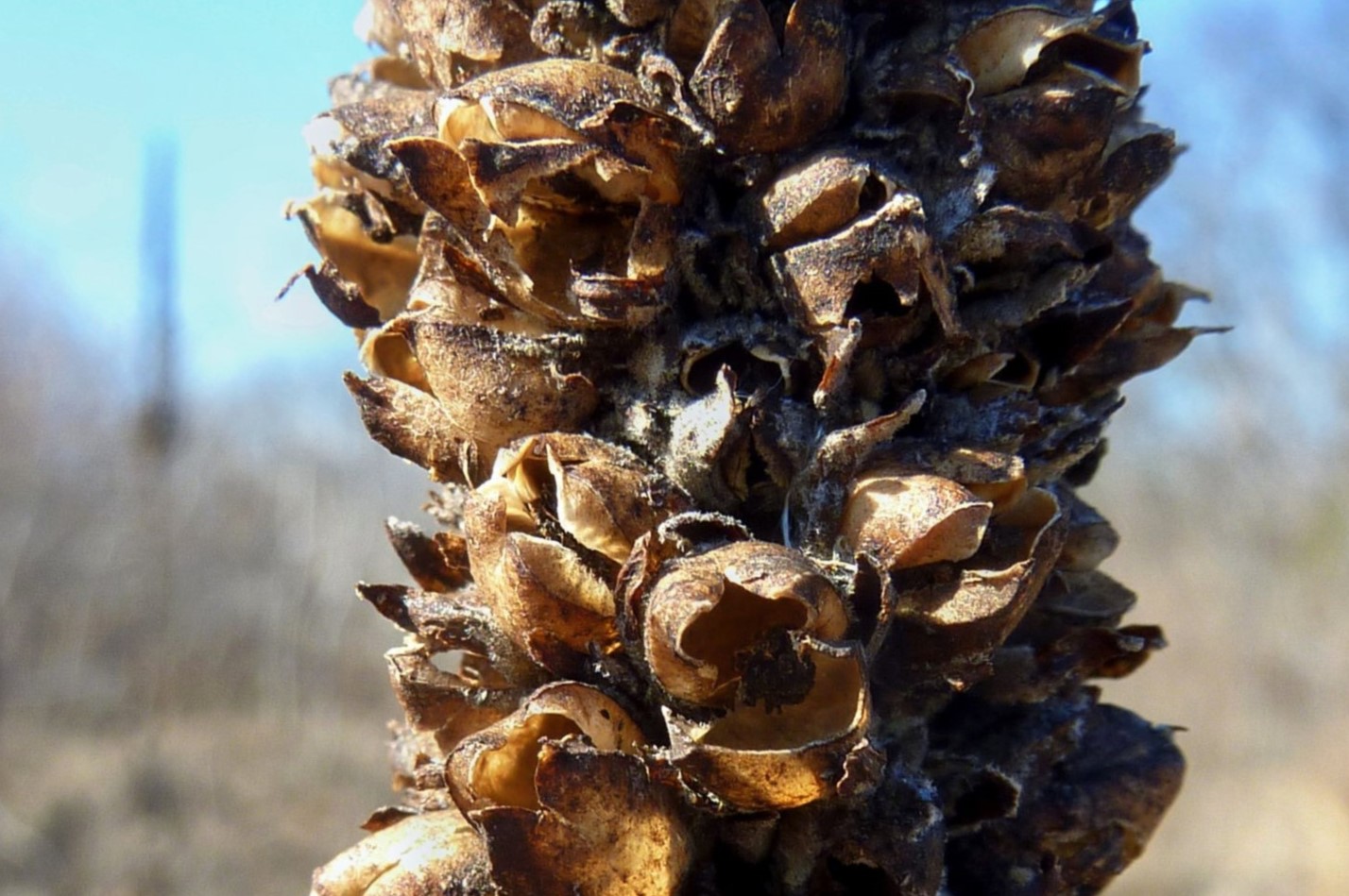 How To Collect Mullein Seeds