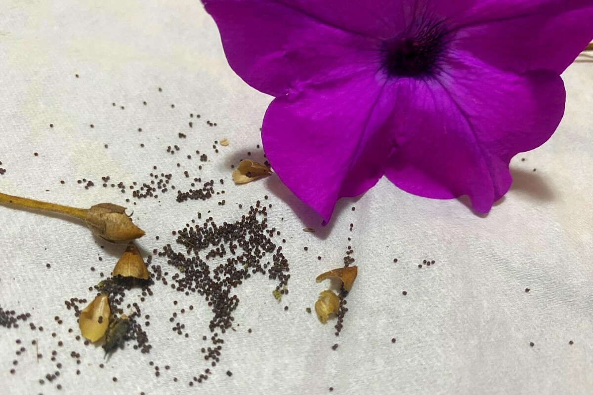 How To Collect Seeds From Petunias