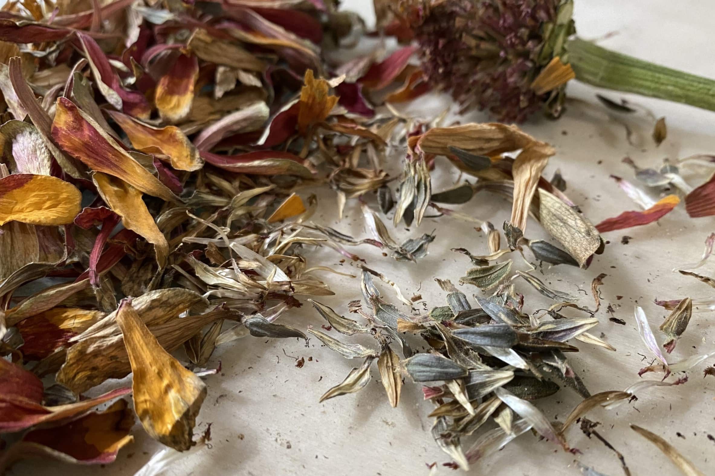 How To Collect Seeds From Zinnias