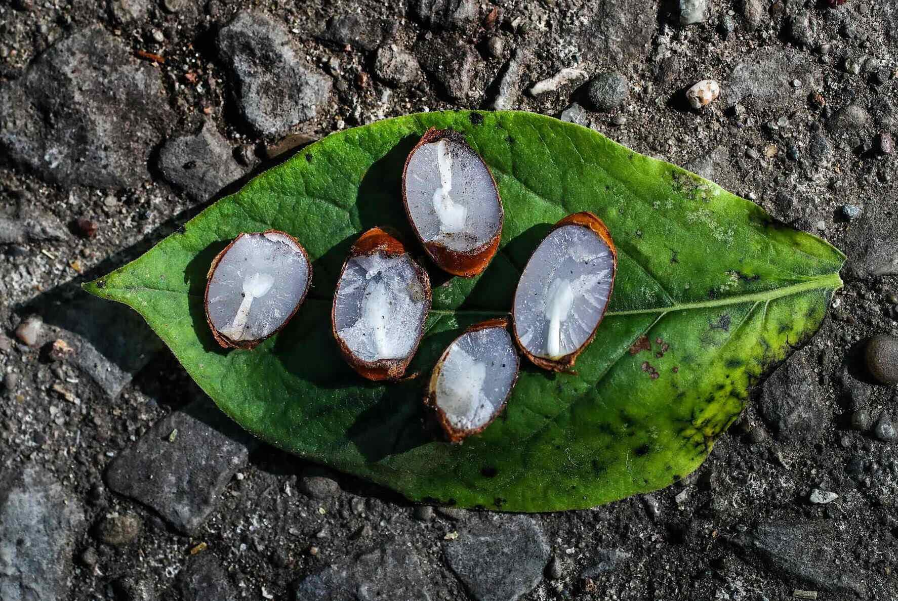 How To Cut Open A Persimmon Seed