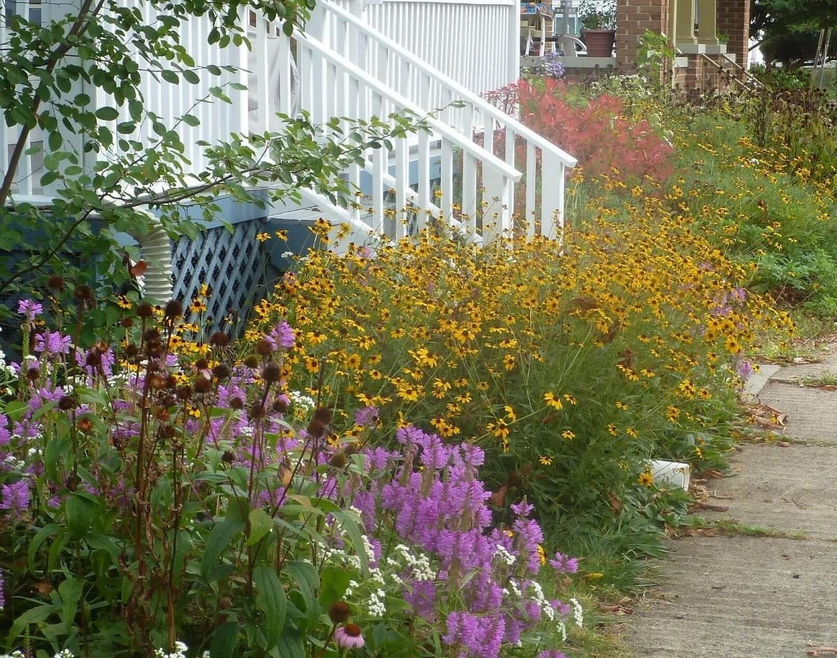 How To Design Your Yard With Native Plant