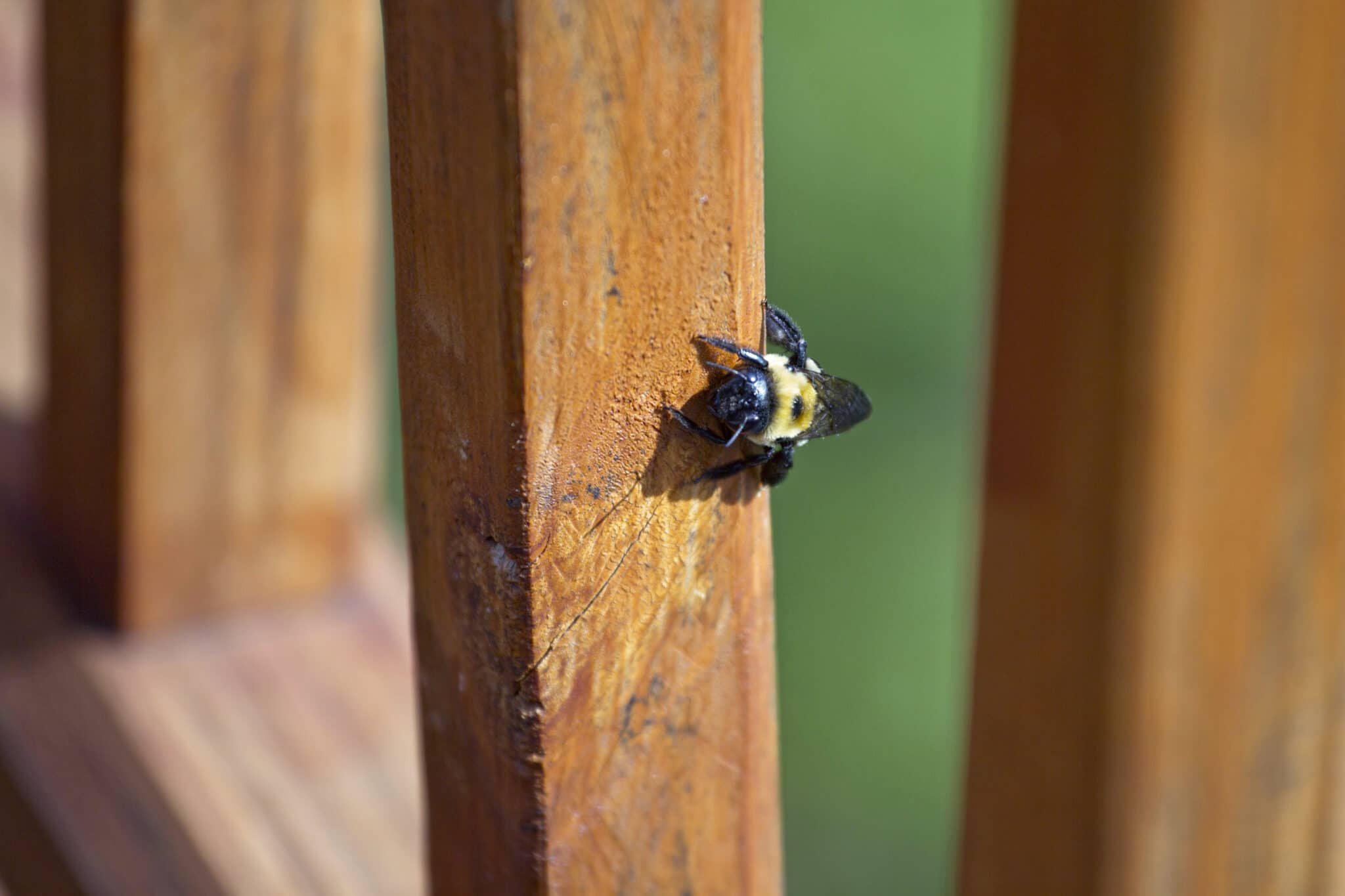 How To Deter Bees From A Patio