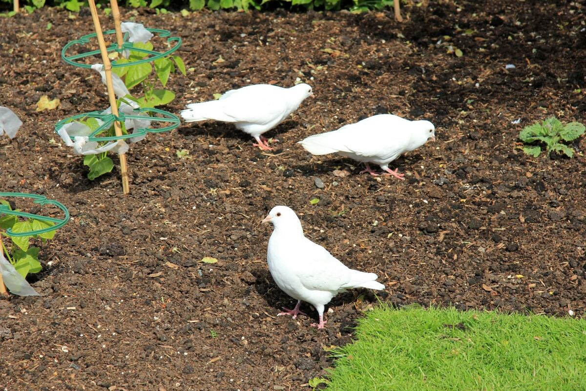 How To Deter Doves From Eating Wildflower Seed?