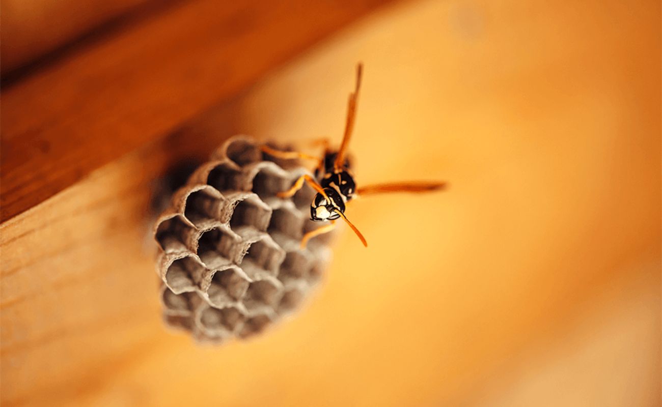 How To Deter Wasps From A Patio