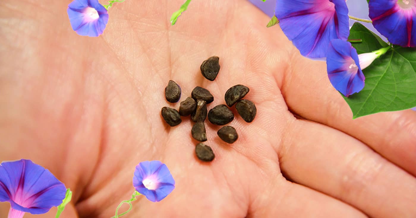 How To Eat Morning Glory Seeds