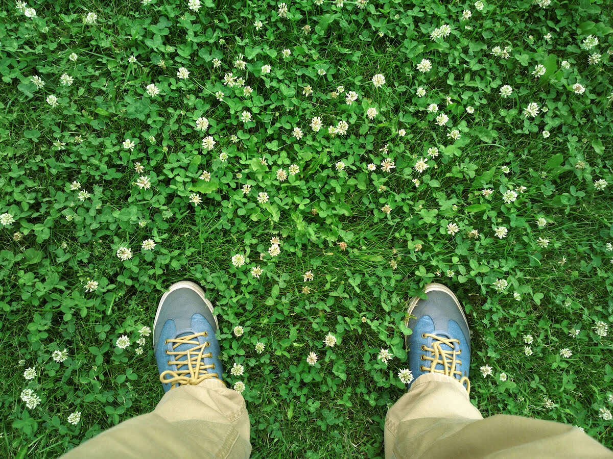 How To Eliminate Clover In Lawns