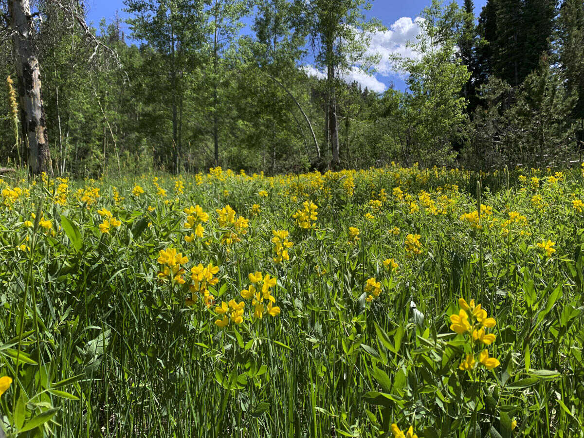 How To Find Wildflower Meadows Near Casper, Wyoming