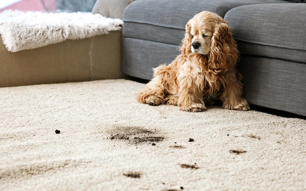 How To Fix A Carpet That Has Been Pulled Up By A Dog
