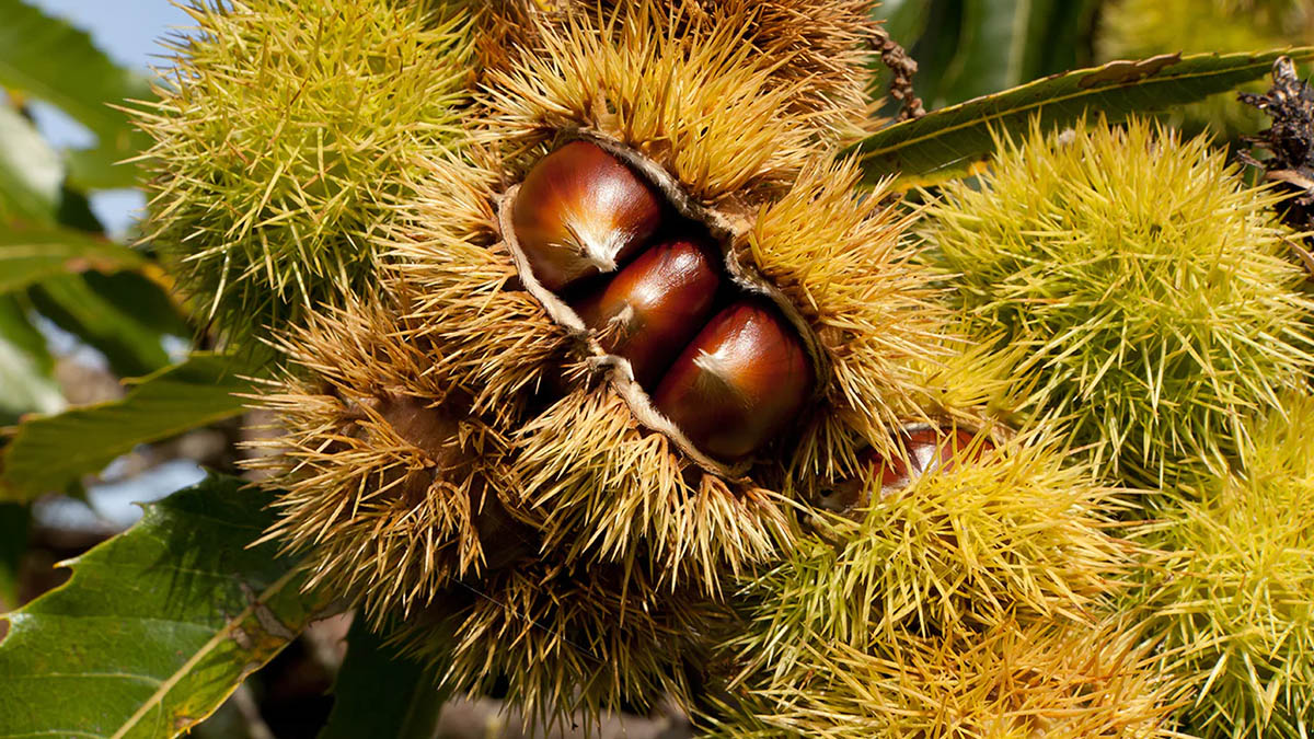 How To Germinate A Chestnut