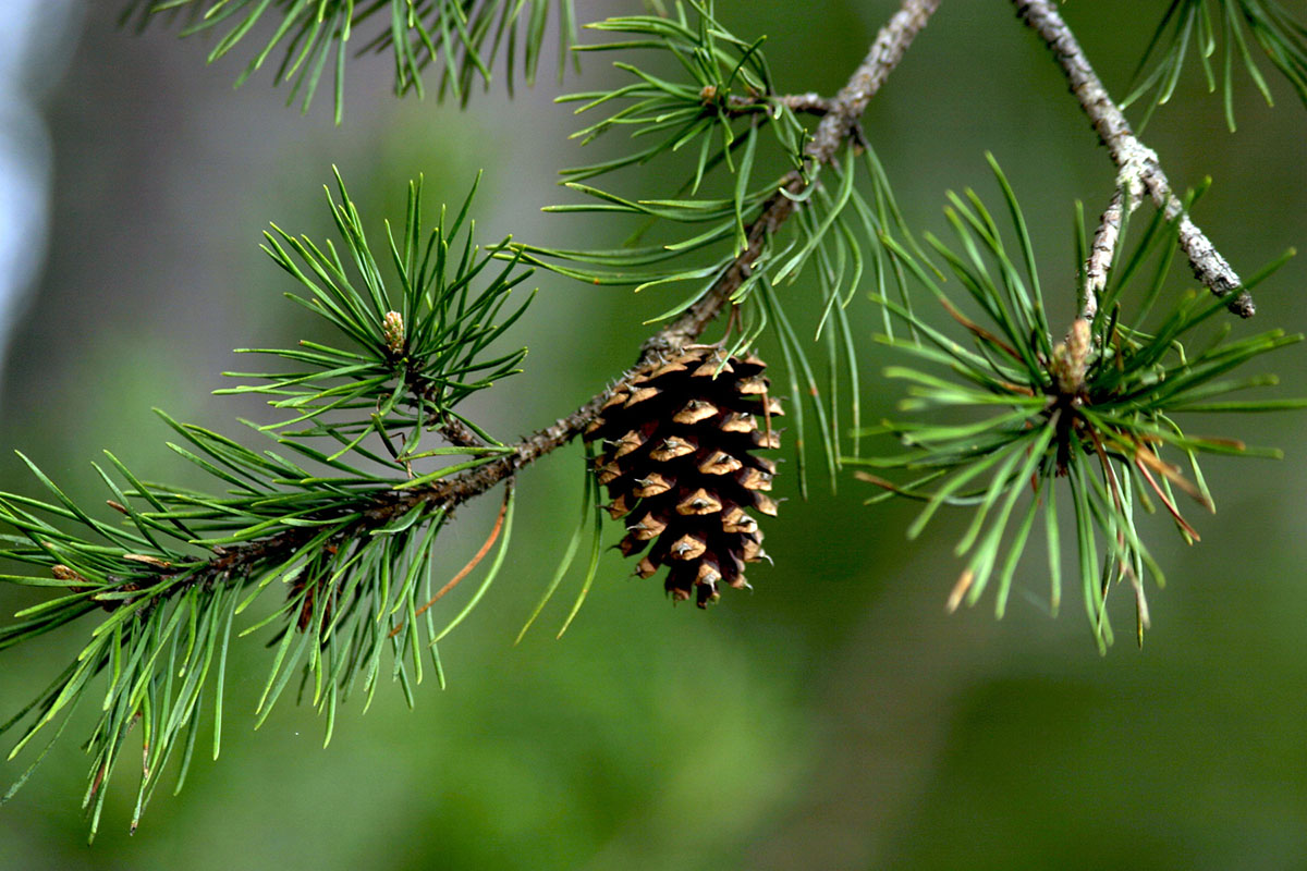 How To Germinate A Pinecone