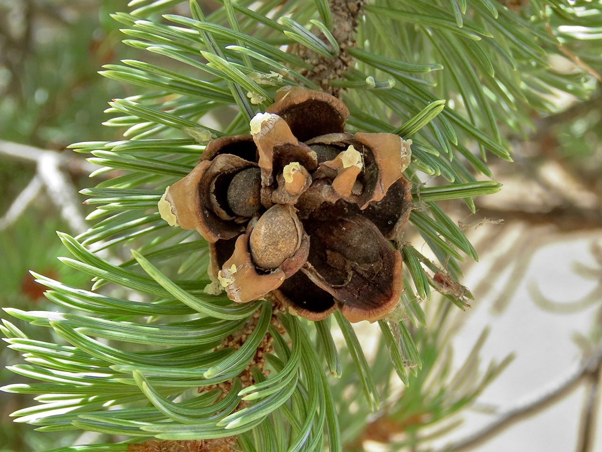 How To Germinate A Pinion Pine