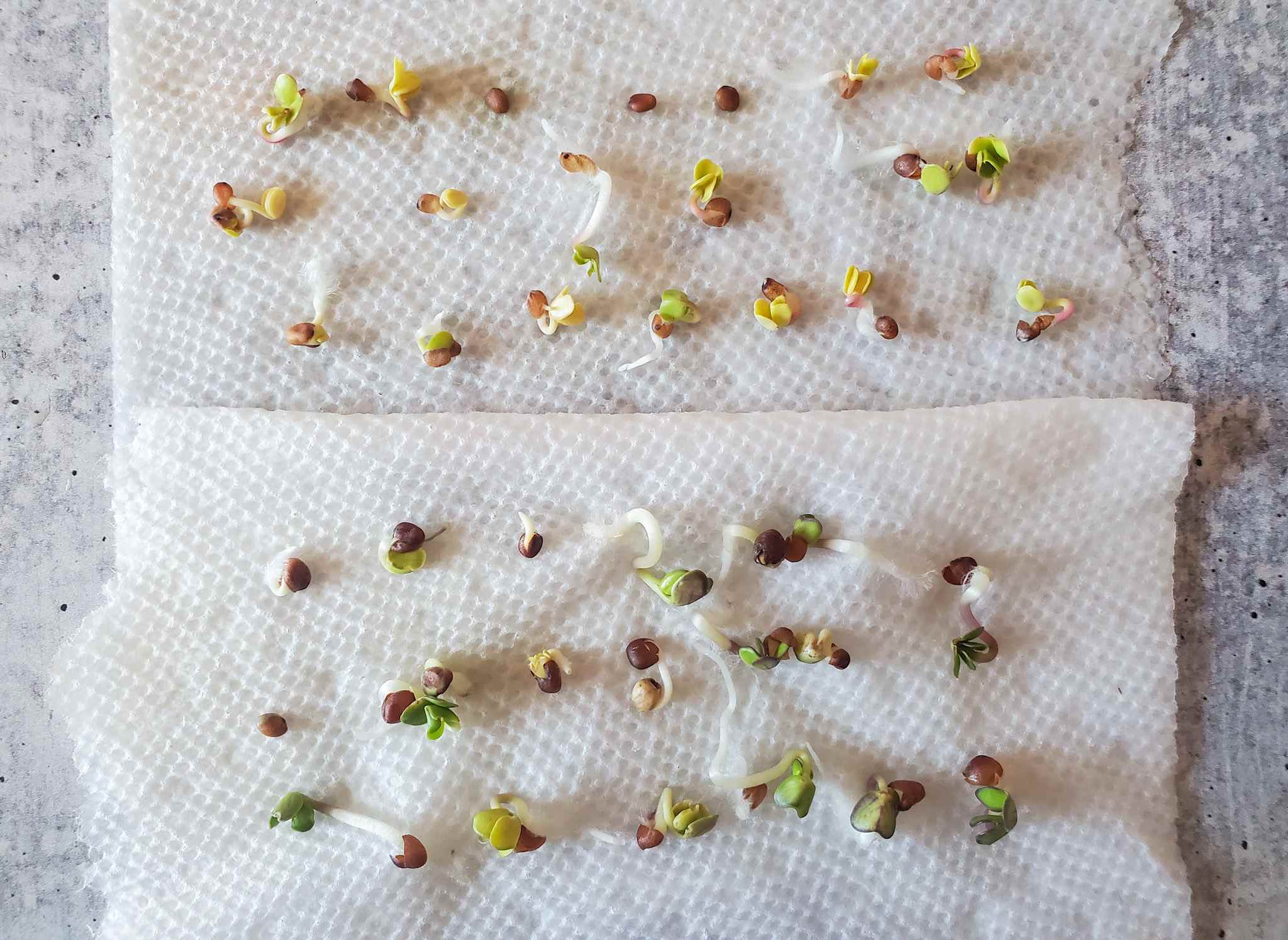 How To Germinate A Seed In Paper Towel