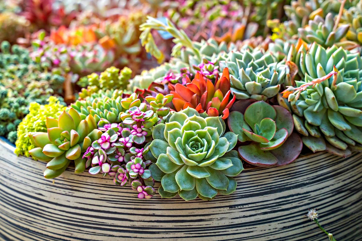 How To Germinate A Succulent