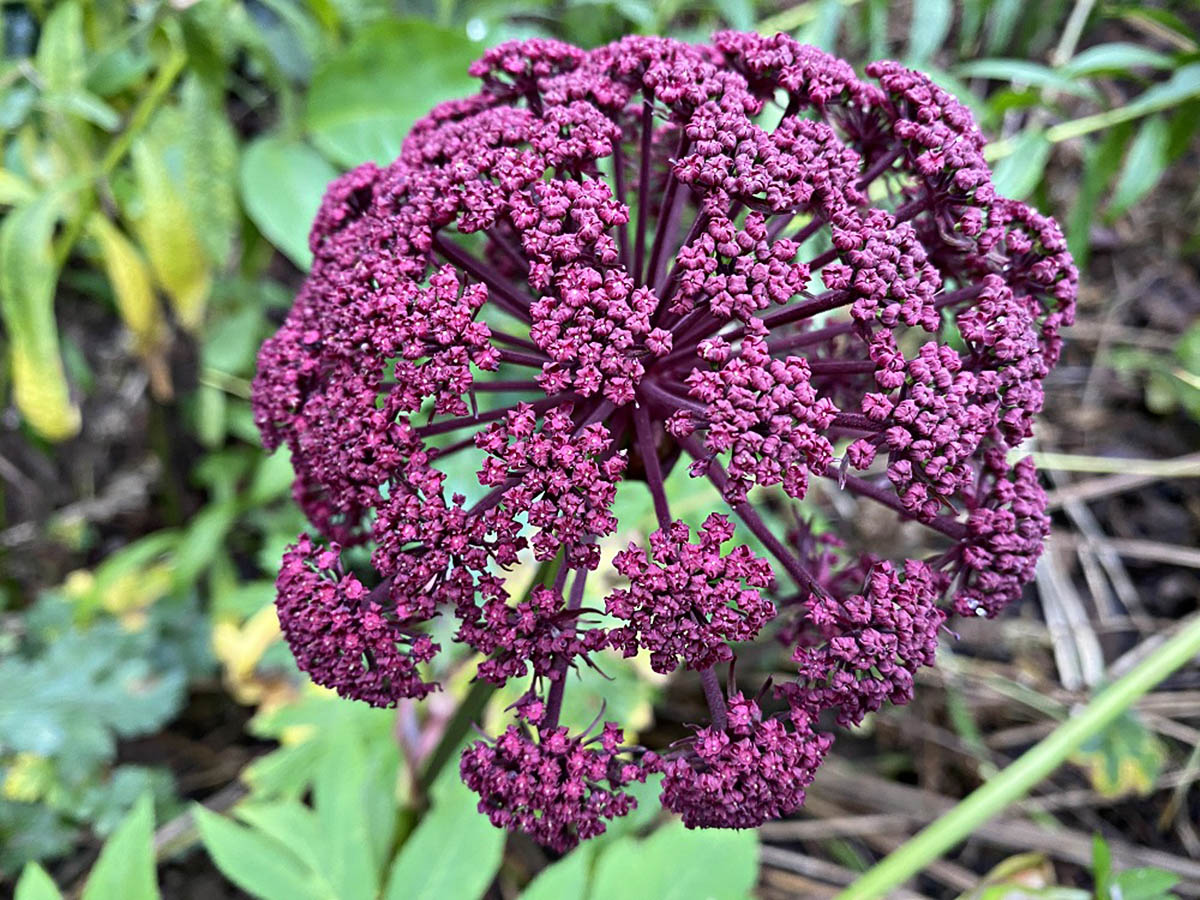 How To Germinate Angelica Plant – Gigas Red