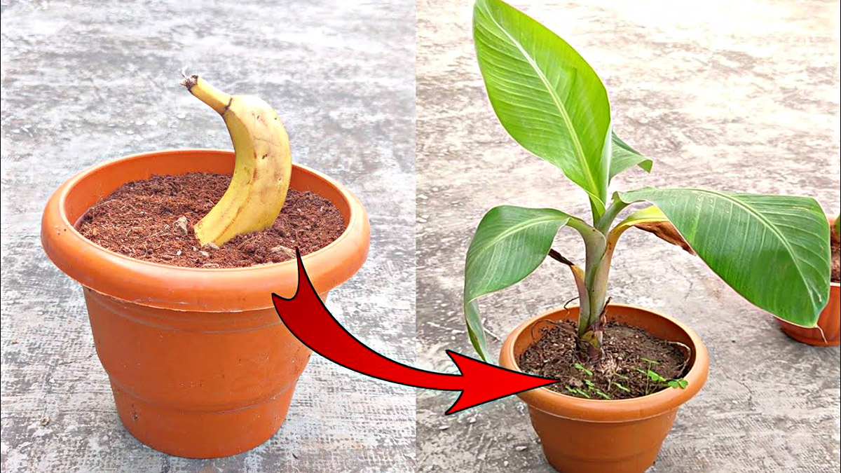 How To Germinate Banana