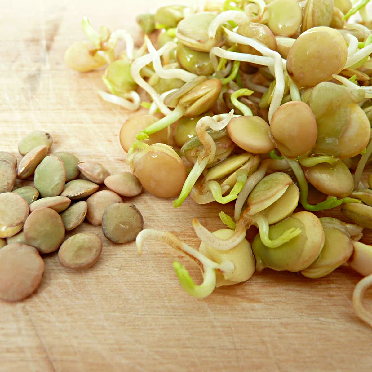 How To Germinate Dried Lentils