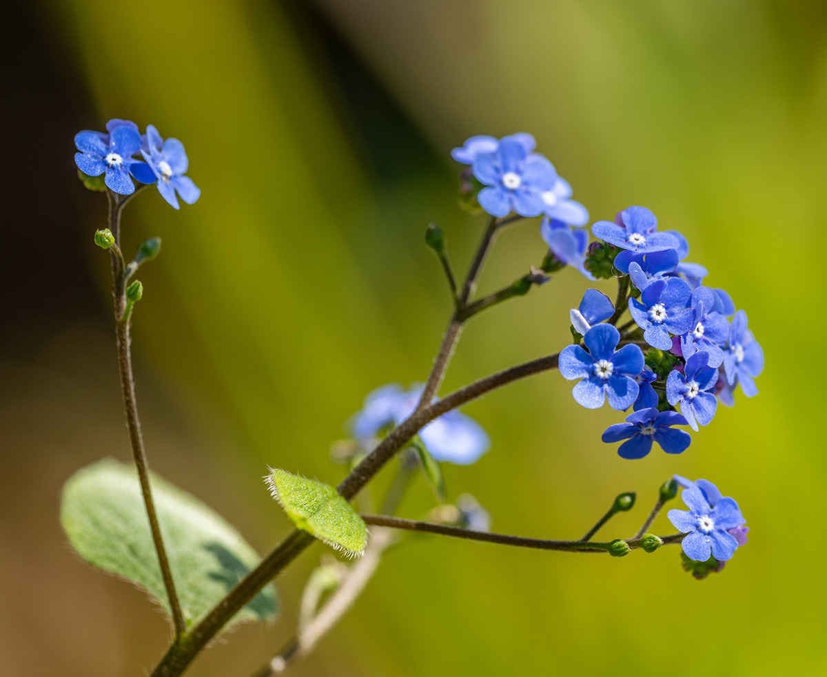 How To Germinate Forget-Me-Nots