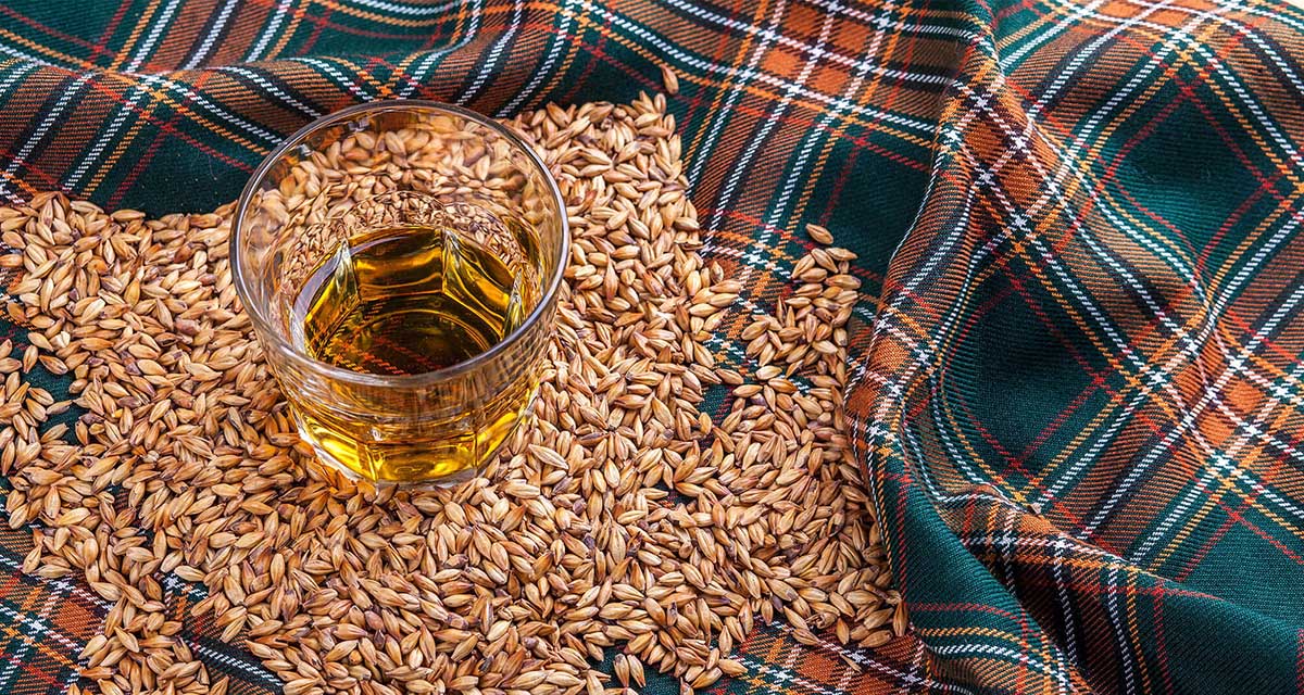 How To Germinate Grains For Whiskey