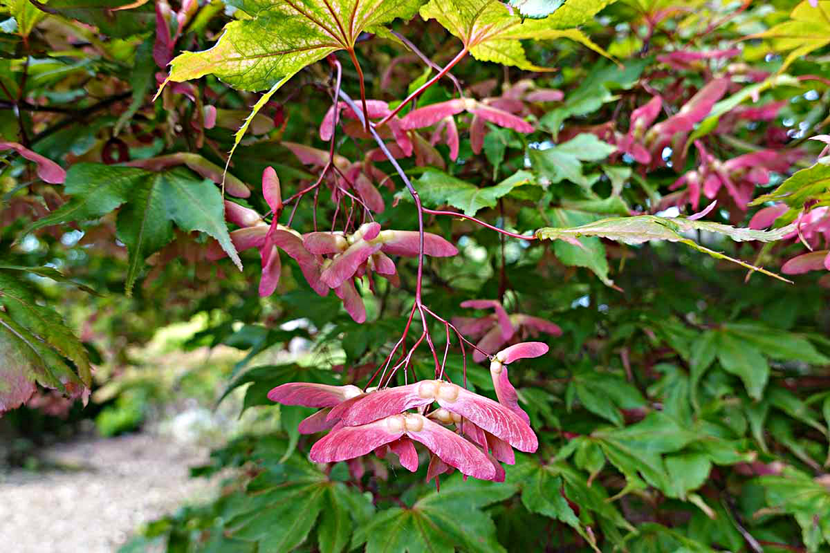How To Germinate Japanese Maple