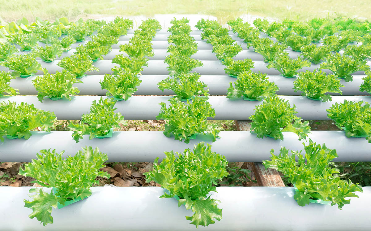 How To Germinate Lettuce Hydroponically