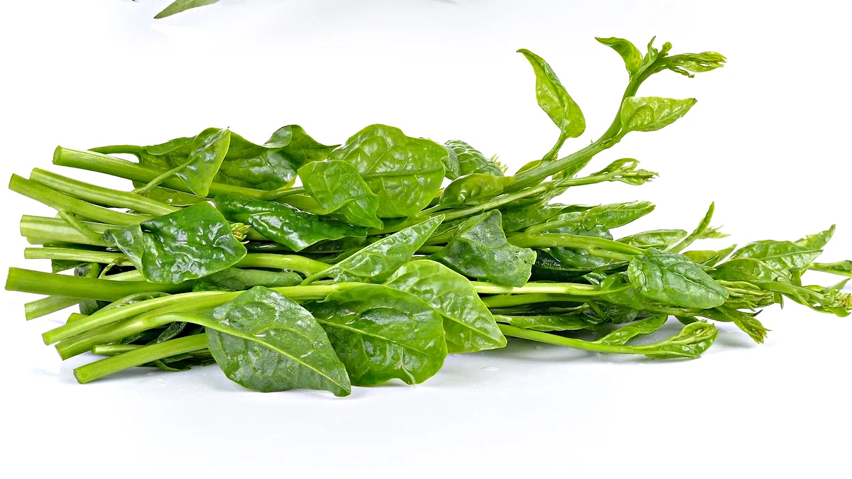 How To Germinate Malabar Spinach