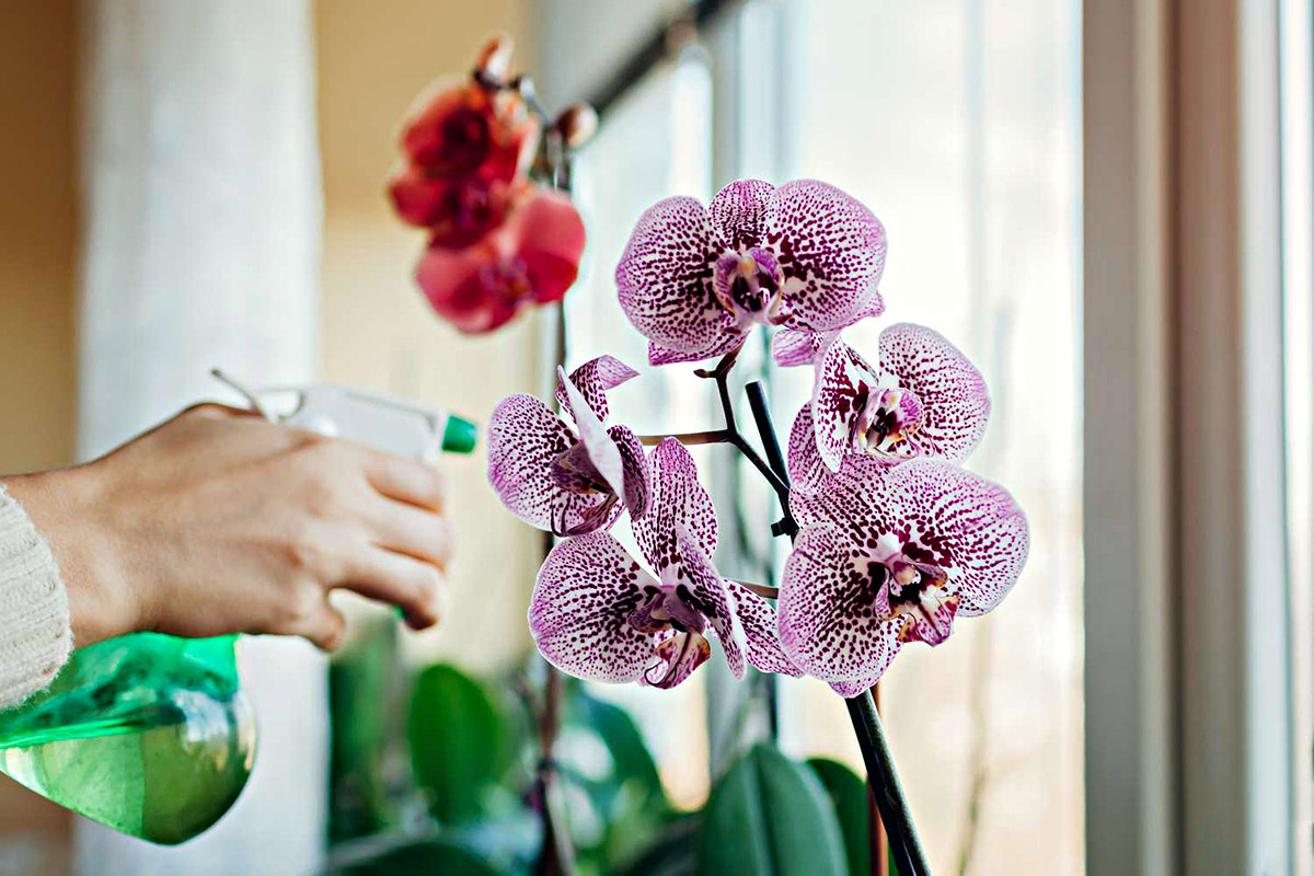 How To Germinate Orchids