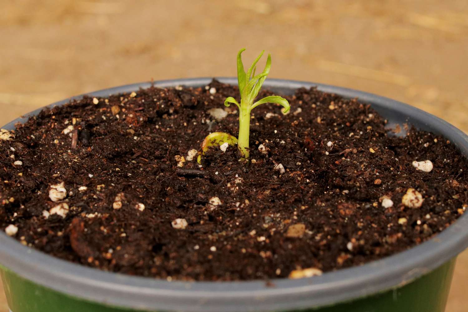 How To Germinate Peach Seed