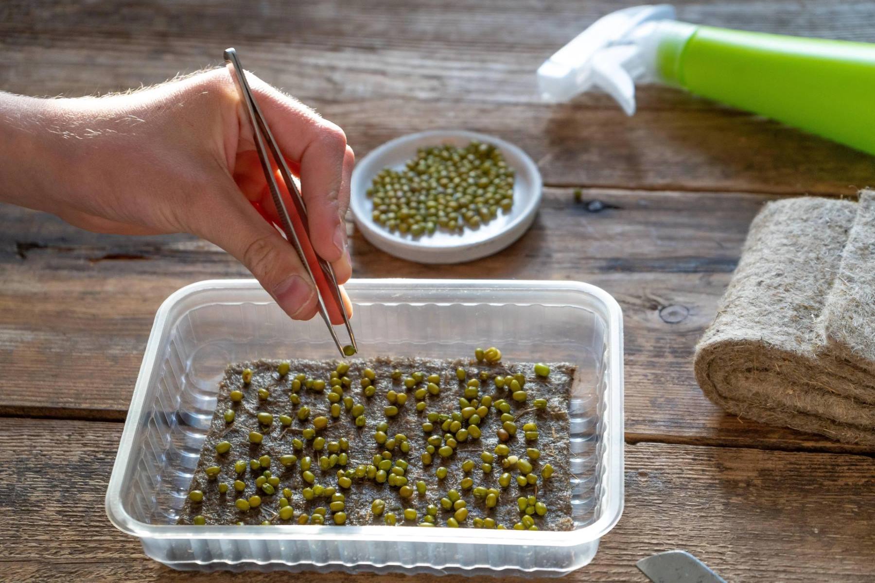 How To Germinate Seeds Storables