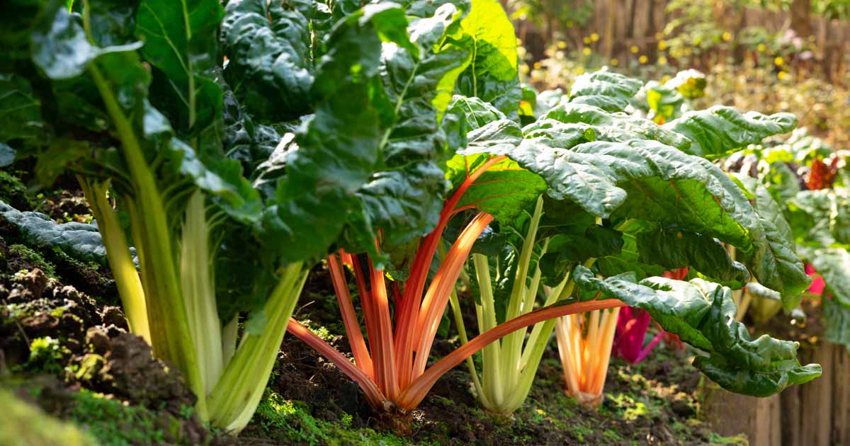 How To Germinate Swiss Chard