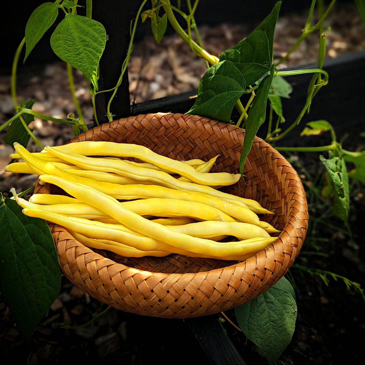 How To Germinate Wax Beans