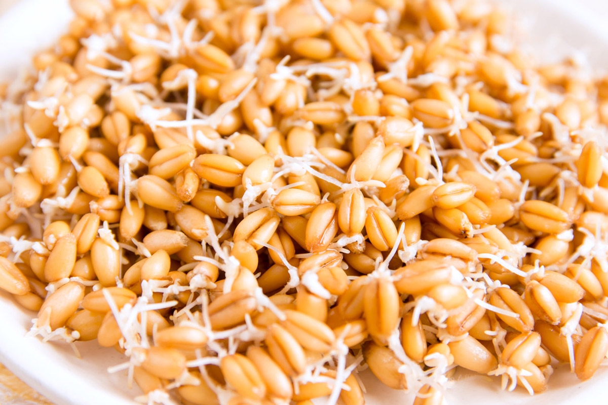 How To Germinate Wheat