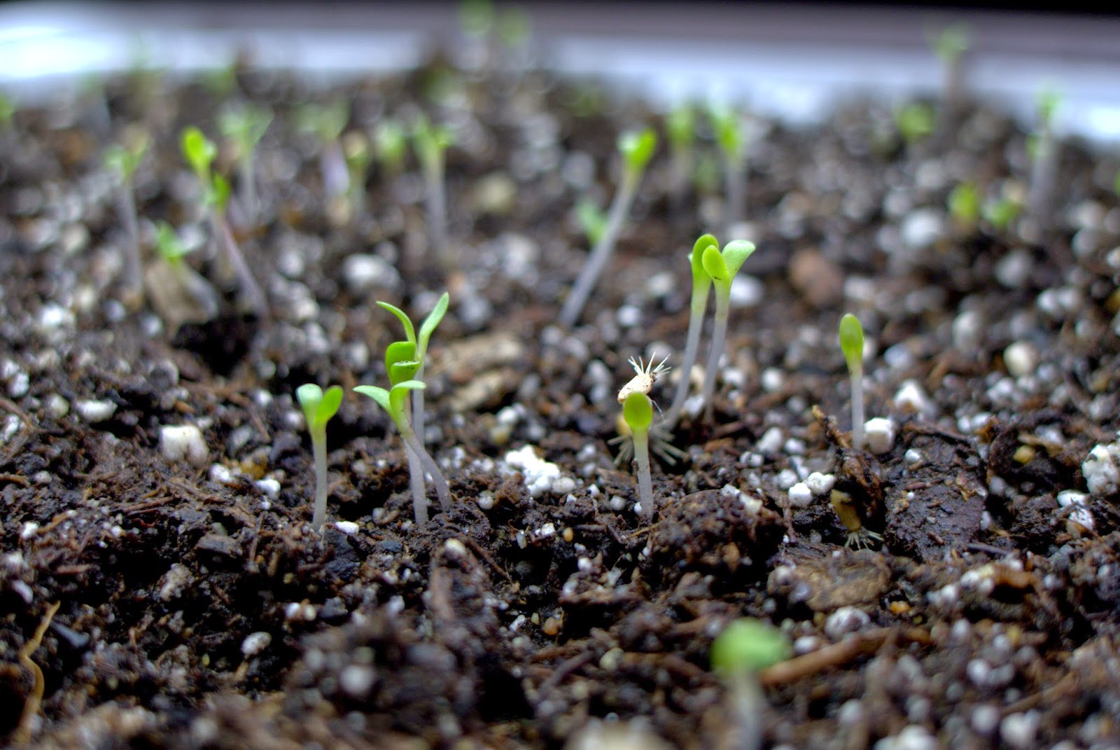 How To Germinate Wildflower Seed Mix By Pennington