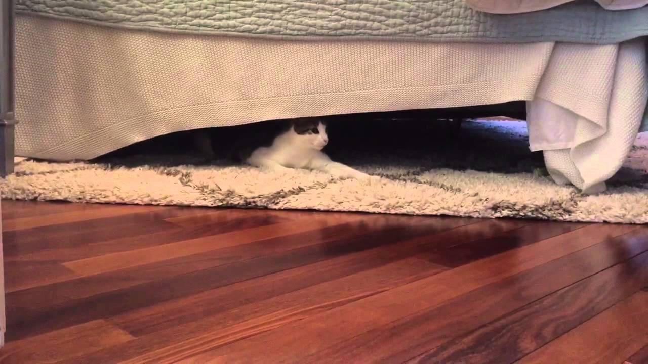 How To Get A Cat Out From Under The Bed