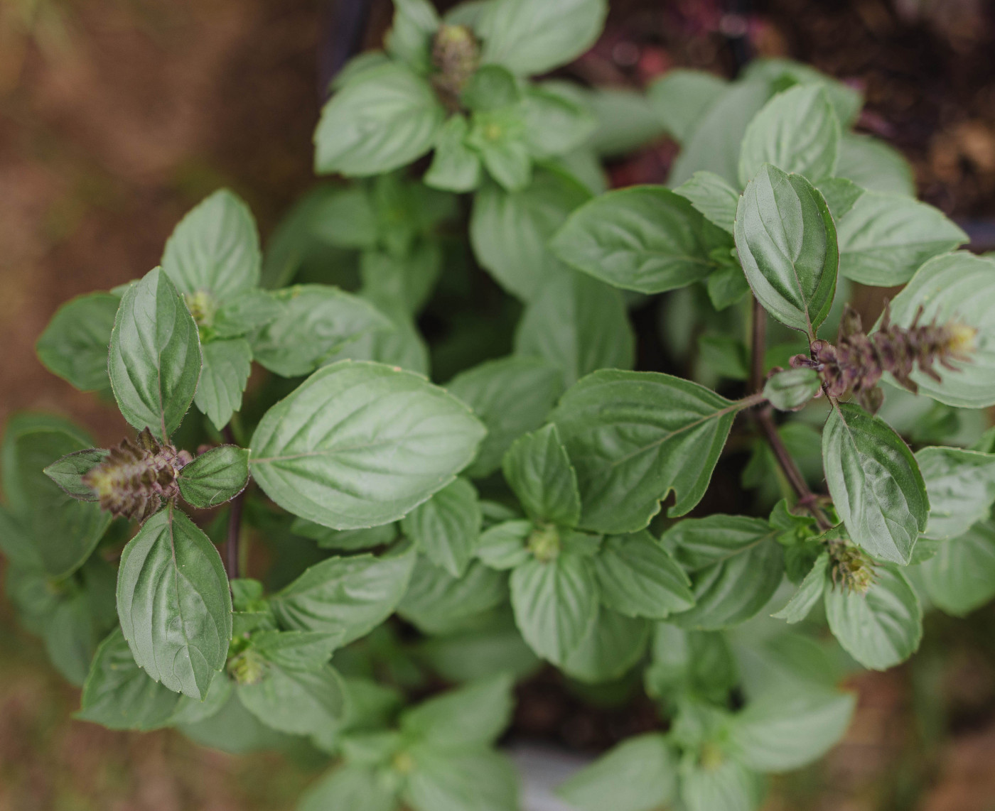 How To Get Basil Seeds From Plant