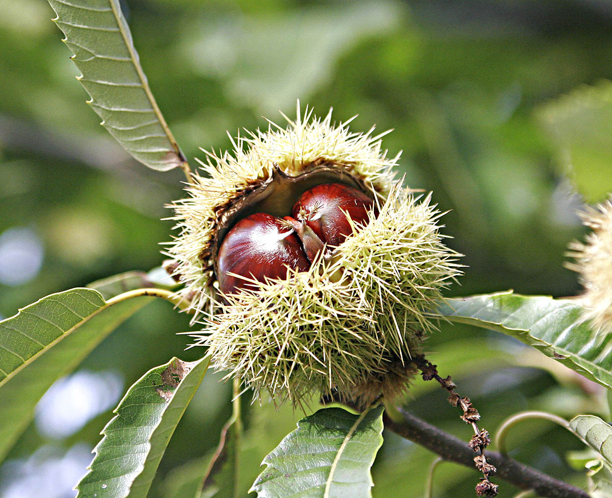How To Get Chestnuts To Germinate