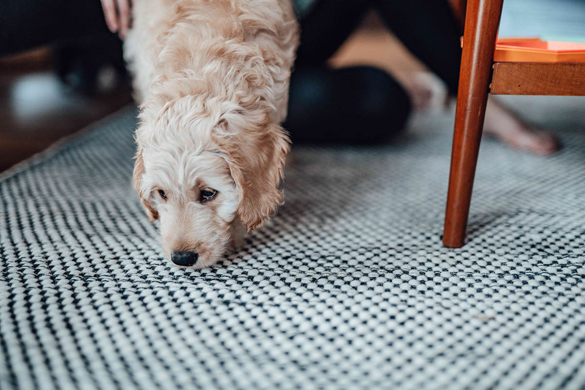 How To Get The Smell Of Mildew Out Of Carpet