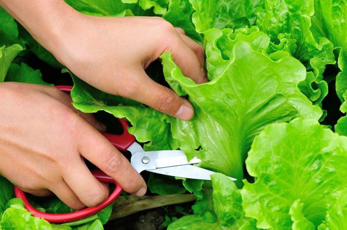 How To Get Lettuce Seeds From Plant
