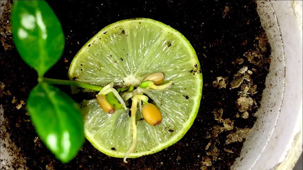 How To Get Lime Seeds