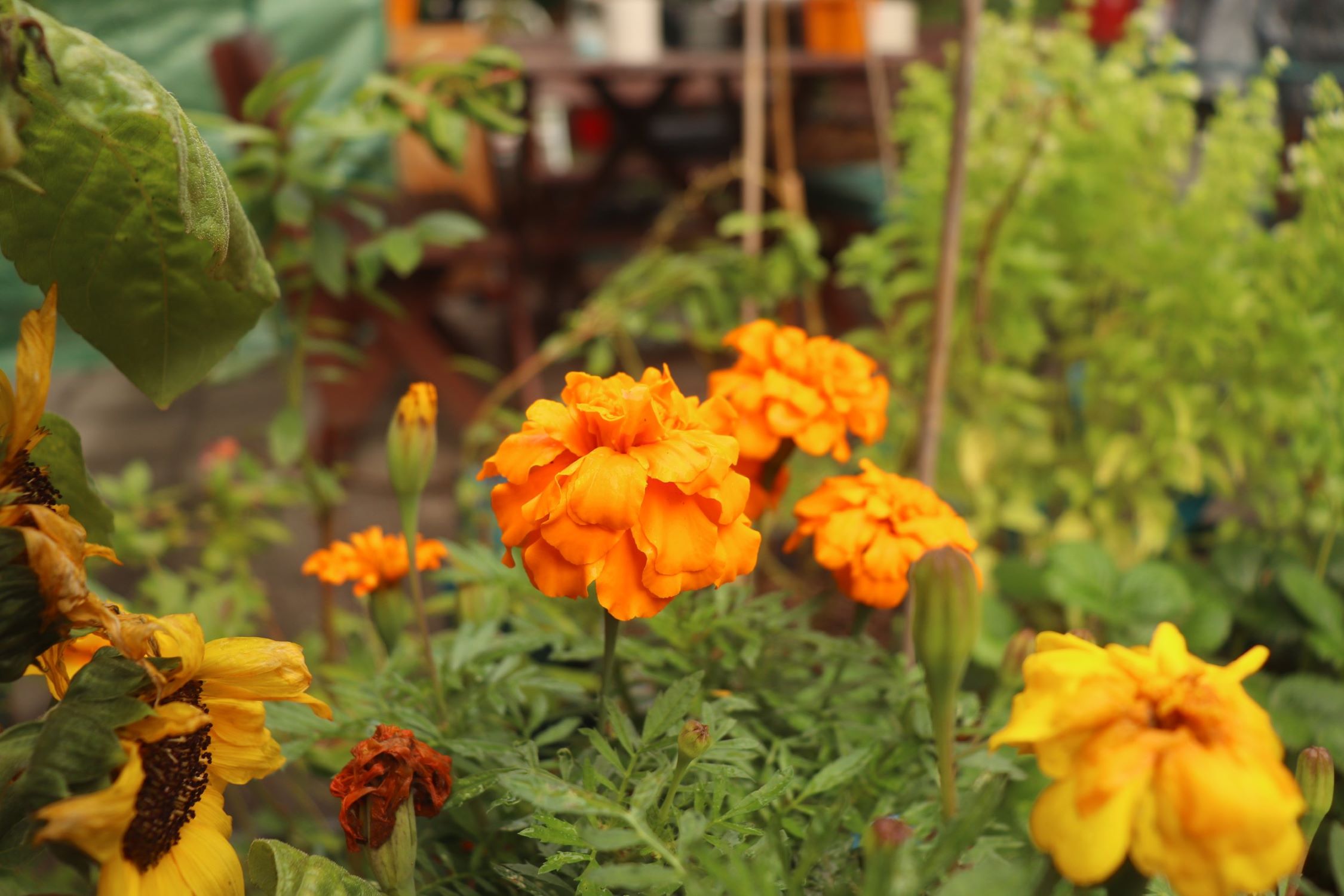 How To Get Marigold Seeds From Flowers